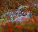 3-2 Kiiruna_Rock Ptarmigan * ASCII * 640 x 554 * (348KB)
